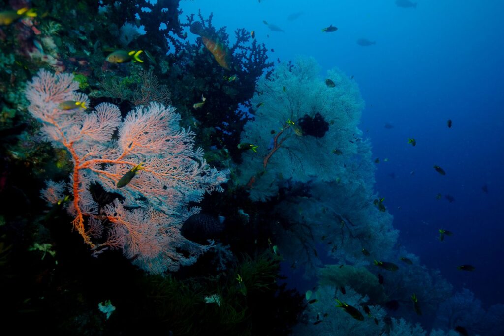 Halmahera diving