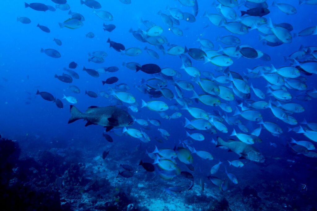 beautiful halmahera