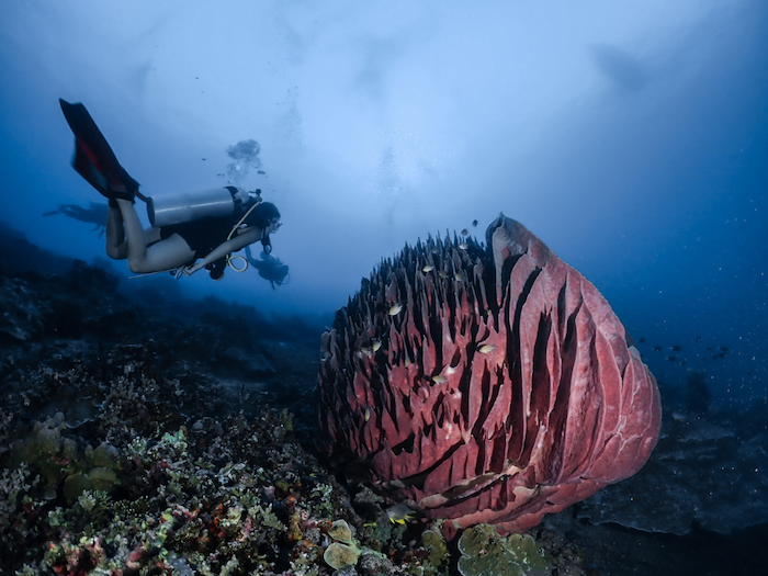 jakare liveaboard