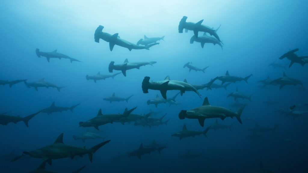 halmahera shark